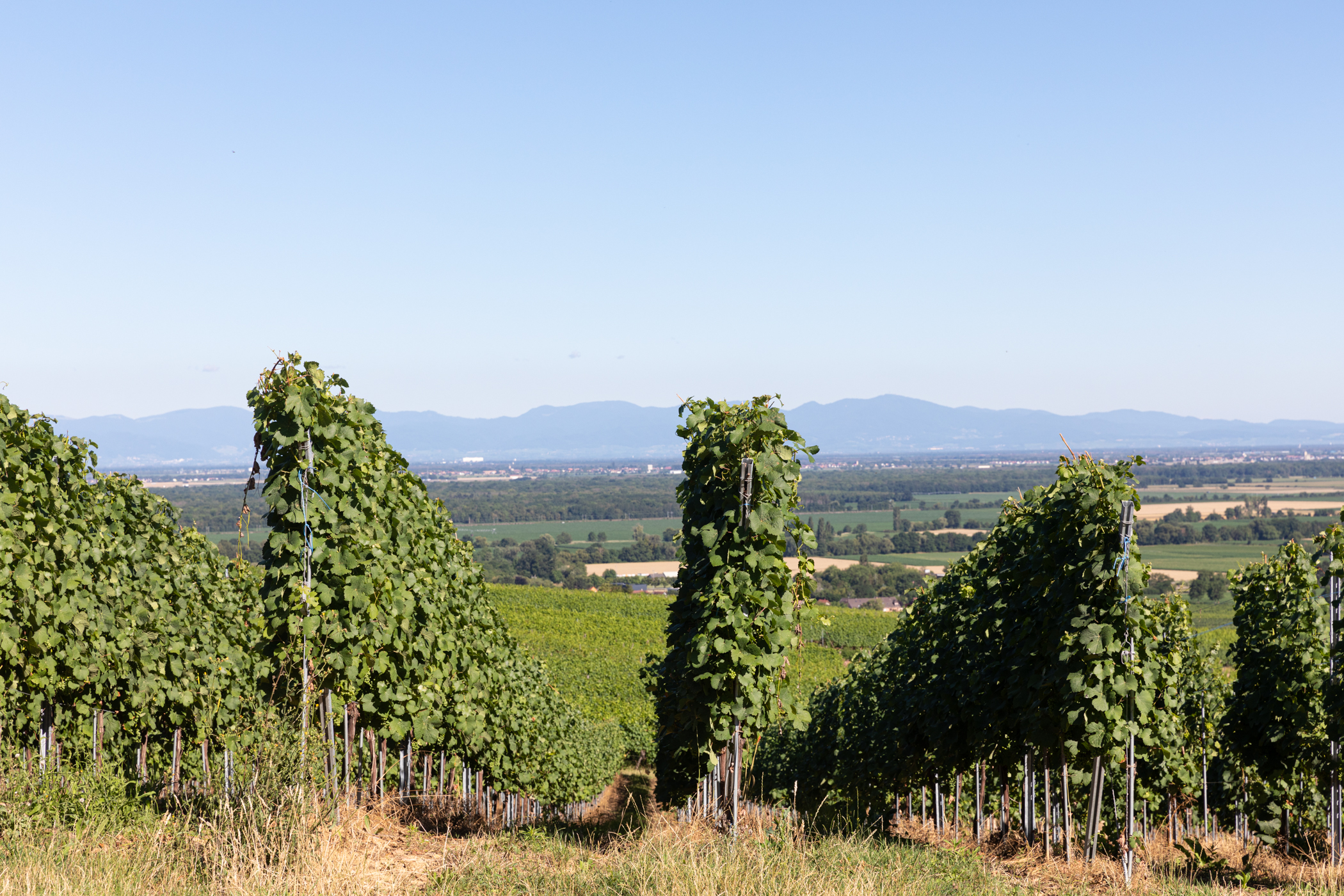 French Vineyard BlueBird Distribution