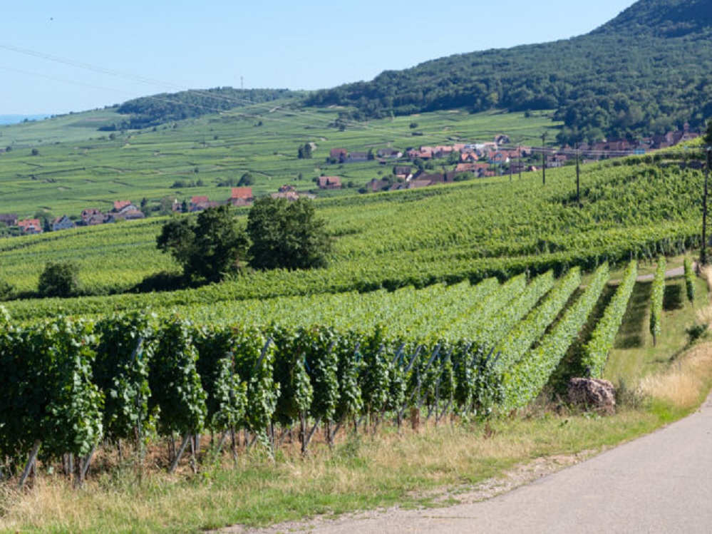 Cattin Vinyeard in France wine distributed to Colorado by Blue Bird Distribution